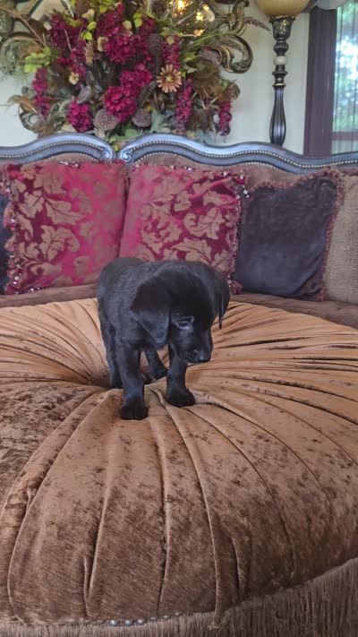 Duke, a male Labrador Retriever for sale in Manchester, TN – 8 of 8