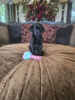 Bella, a female Labrador Retriever for sale in Manchester, TN – 4 of 8