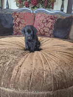 Duke, a male Labrador Retriever for sale in Manchester, TN – 2 of 8
