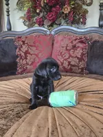 MidKnight, a male Labrador Retriever for sale in Manchester, TN – 7 of 8