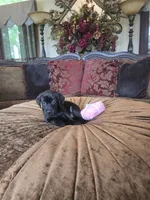 Onyx, a female Labrador Retriever for sale in Manchester, TN – 5 of 8