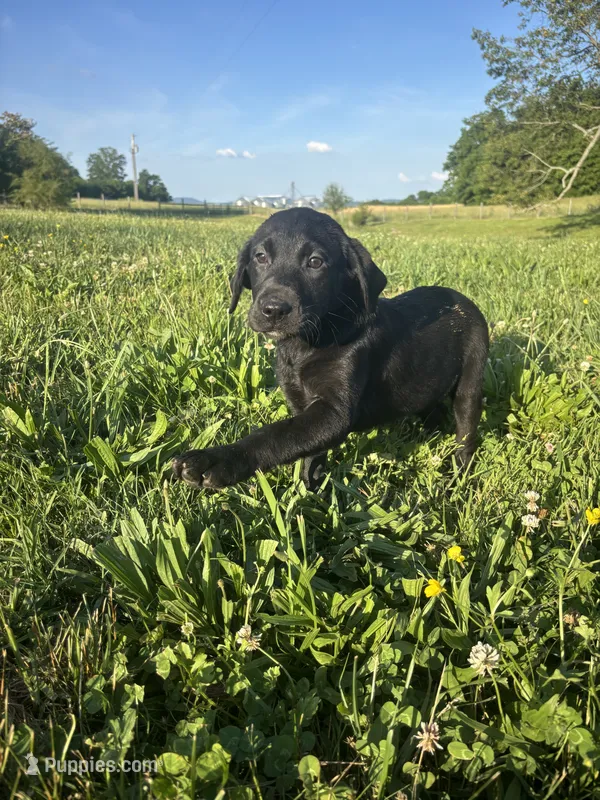 Jet – Labrador Retriever puppy for sale in Manchester, TN