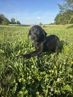 Jet, a female Labrador Retriever for sale in Manchester, TN – 1 of 4