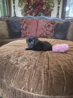 Onyx, a female Labrador Retriever for sale in Manchester, TN – 4 of 8