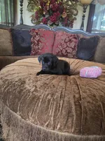 Onyx, a female Labrador Retriever for sale in Manchester, TN – 2 of 8