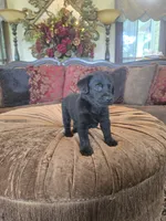 Maxwell, a male Labrador Retriever for sale in Manchester, TN – 5 of 9