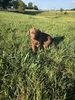 Bear, a male Labrador Retriever for sale in Manchester, TN – 7 of 9