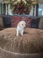 Sunny, a female Labrador Retriever for sale in Manchester, TN – 4 of 8