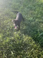 Jet, a female Labrador Retriever for sale in Manchester, TN – 4 of 4