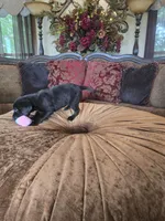 Bella, a female Labrador Retriever for sale in Manchester, TN – 5 of 8