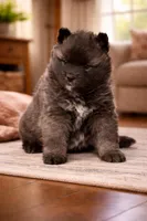 Chase, a male Pomsky for sale in Clare, MI – Photo 1 of 2