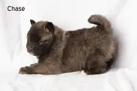 Chase, a male Pomsky for sale in Clare, MI – Photo 2 of 2