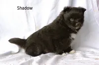 Shadow, a male Pomsky for sale in Clare, MI – Photo 2 of 2