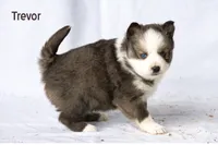 Trevor, a male Pomsky for sale in Clare, MI – Photo 2 of 2