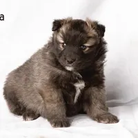 Sheila , a female Pomsky for sale in Clare, MI – Photo 2 of 2