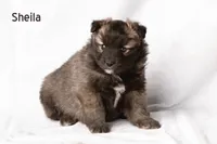 Sheila , a female Pomsky for sale in Clare, MI – Photo 2 of 2