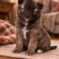 Sheila , a female Pomsky for sale in Clare, MI – Photo 1 of 2