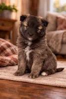 Sheila , a female Pomsky for sale in Clare, MI – Photo 1 of 2