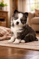 Kendra, a female Pomsky for sale in Clare, MI – Photo 1 of 3