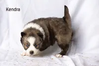 Kendra, a female Pomsky for sale in Clare, MI – Photo 3 of 3