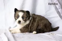 Kendra, a female Pomsky for sale in Clare, MI – Photo 2 of 3