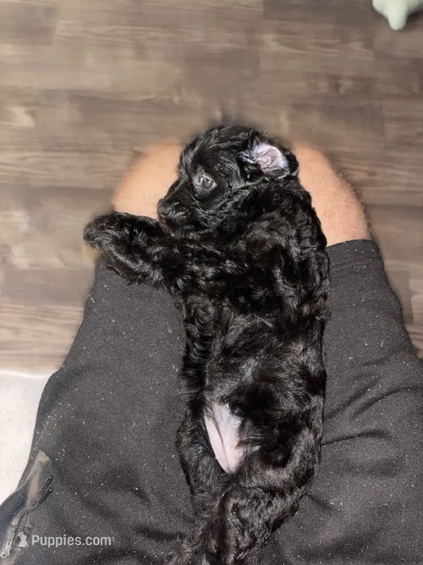 Olive – Miniature Aussiedoodle puppy for sale in Kyle, TX