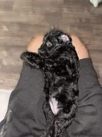 Olive, a female Miniature Aussiedoodle for sale in Kyle, TX – 1 of 4