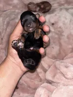 Mikey, a male Miniature Aussiedoodle for sale in Kyle, TX – 2 of 3