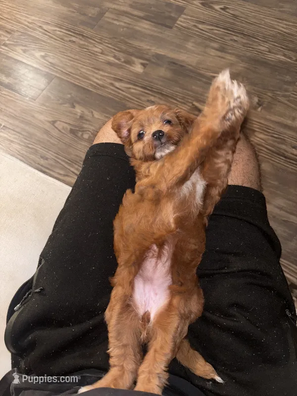 Hazel – Miniature Aussiedoodle puppy for sale in Kyle, TX