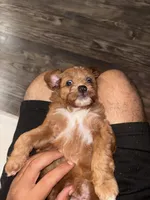 Hazel, a female Miniature Aussiedoodle for sale in Kyle, TX – 3 of 4