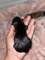 Olive, a female Miniature Aussiedoodle for sale in Kyle, TX – 2 of 4