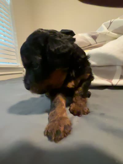 Rotty, a male Miniature Aussiedoodle for sale in Kyle, TX – 3 of 3