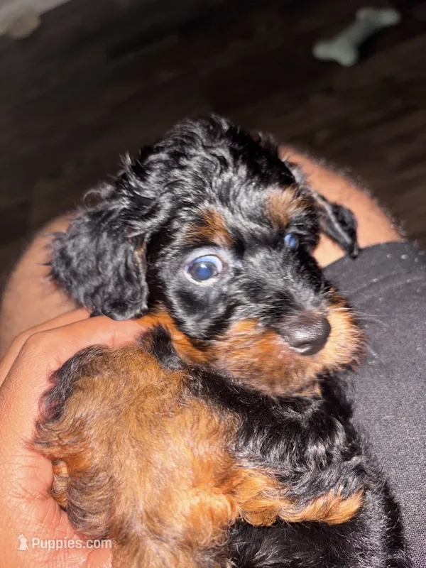 Rotty – Miniature Aussiedoodle puppy for sale in Kyle, TX