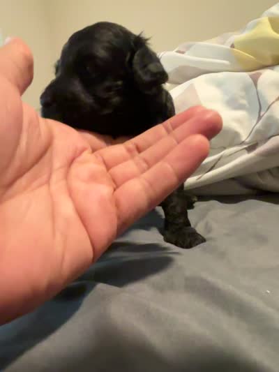 Olive, a female Miniature Aussiedoodle for sale in Kyle, TX – 4 of 4