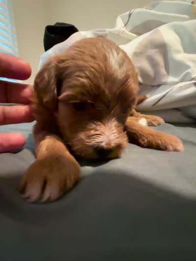 Hazel, a female Miniature Aussiedoodle for sale in Kyle, TX – 4 of 4