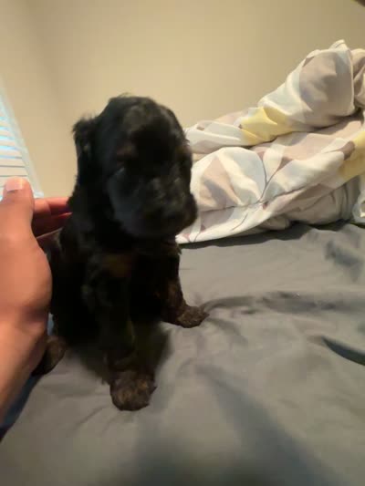 Mikey, a male Miniature Aussiedoodle for sale in Kyle, TX – 3 of 3