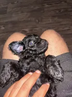 Olive, a female Miniature Aussiedoodle for sale in Kyle, TX – 3 of 4