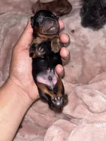 Rotty, a male Miniature Aussiedoodle for sale in Kyle, TX – 2 of 3