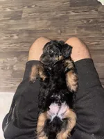 Mikey, a male Miniature Aussiedoodle for sale in Kyle, TX – 1 of 3
