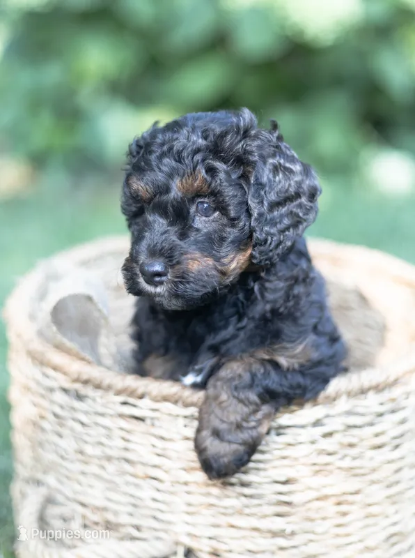Charlie – Miniature Bernedoodle puppy for sale in Columbus, OH