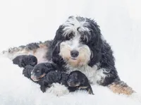 Oliver, a male Miniature Bernedoodle for sale in Columbus, OH – 3 of 3