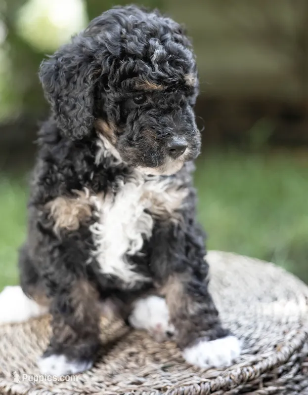 Winston – Miniature Bernedoodle puppy for sale in Columbus, OH