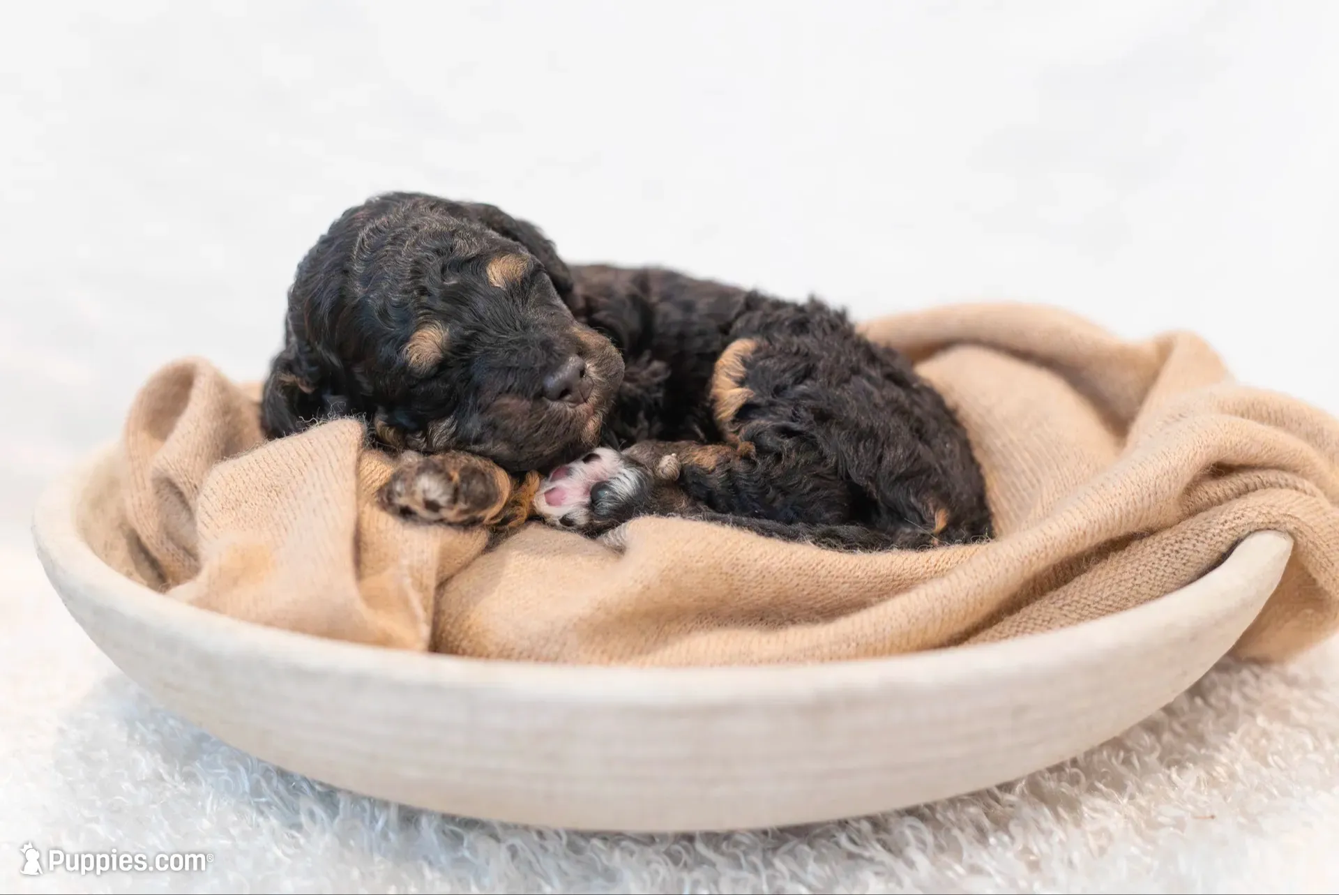 Daisy, a female Miniature Bernedoodle for sale in Columbus, OH – 3 of 5