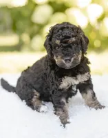 Daisy, a female Miniature Bernedoodle for sale in Columbus, OH – 4 of 5