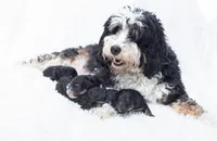 Winston, a male Poodle - Miniature  and Miniature Bernedoodle for sale in Columbus, OH – 3 of 6