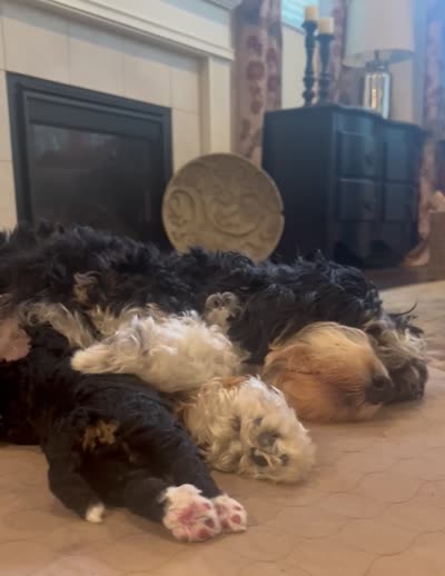 Charlie, a male Miniature Bernedoodle for sale in Columbus, OH – 8 of 8