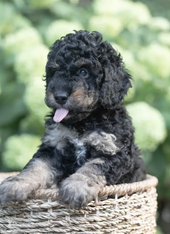 Daisy – Miniature Bernedoodle puppy for sale in Columbus, OH