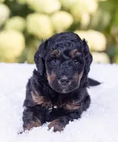 Charlie, a male Miniature Bernedoodle for sale in Columbus, OH – 2 of 8