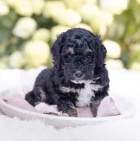 Oliver, a male Miniature Bernedoodle for sale in Columbus, OH – 1 of 3