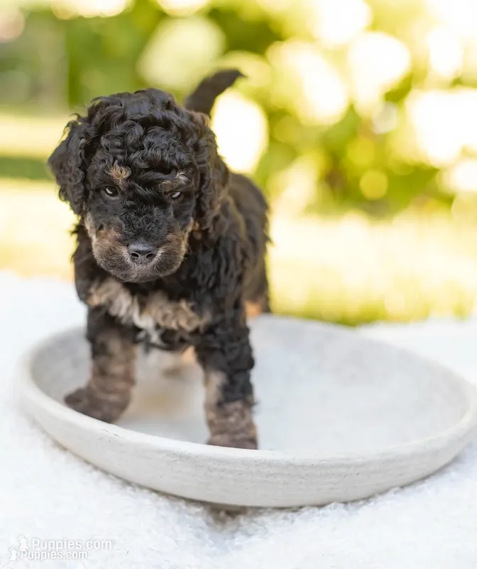 Daisy – Miniature Bernedoodle puppy for sale in Columbus, OH